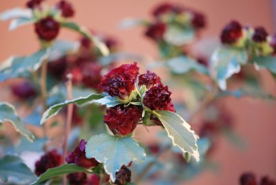Hibiscus syriacus 'Purpurescens Variegatus' - ibišek syrský 'Purpurescens Variegatus' -kvetoucí větévky